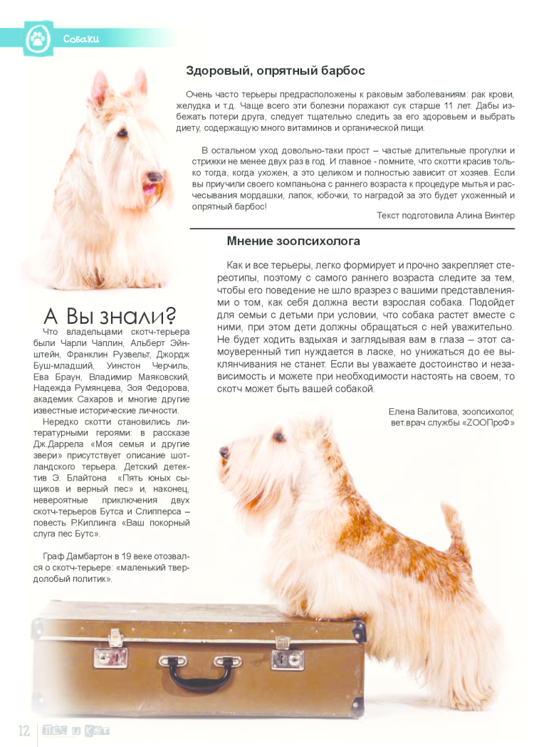 Керри Блю терьер рисунок