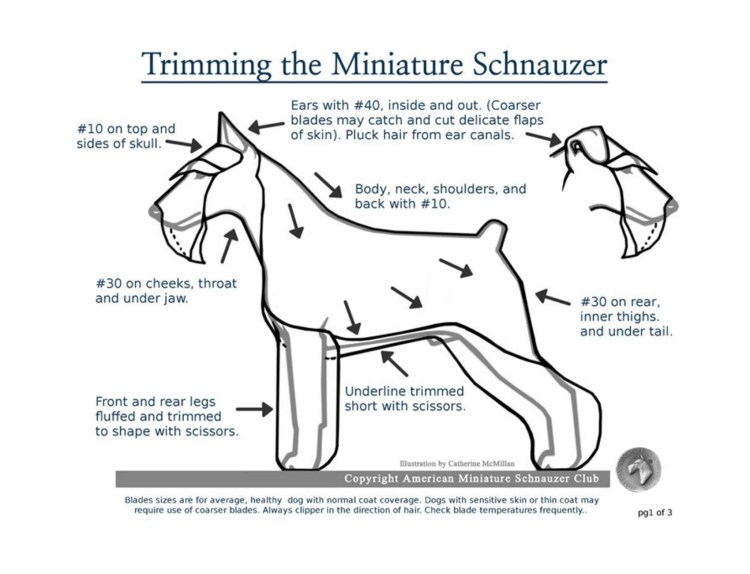 Terrier программа