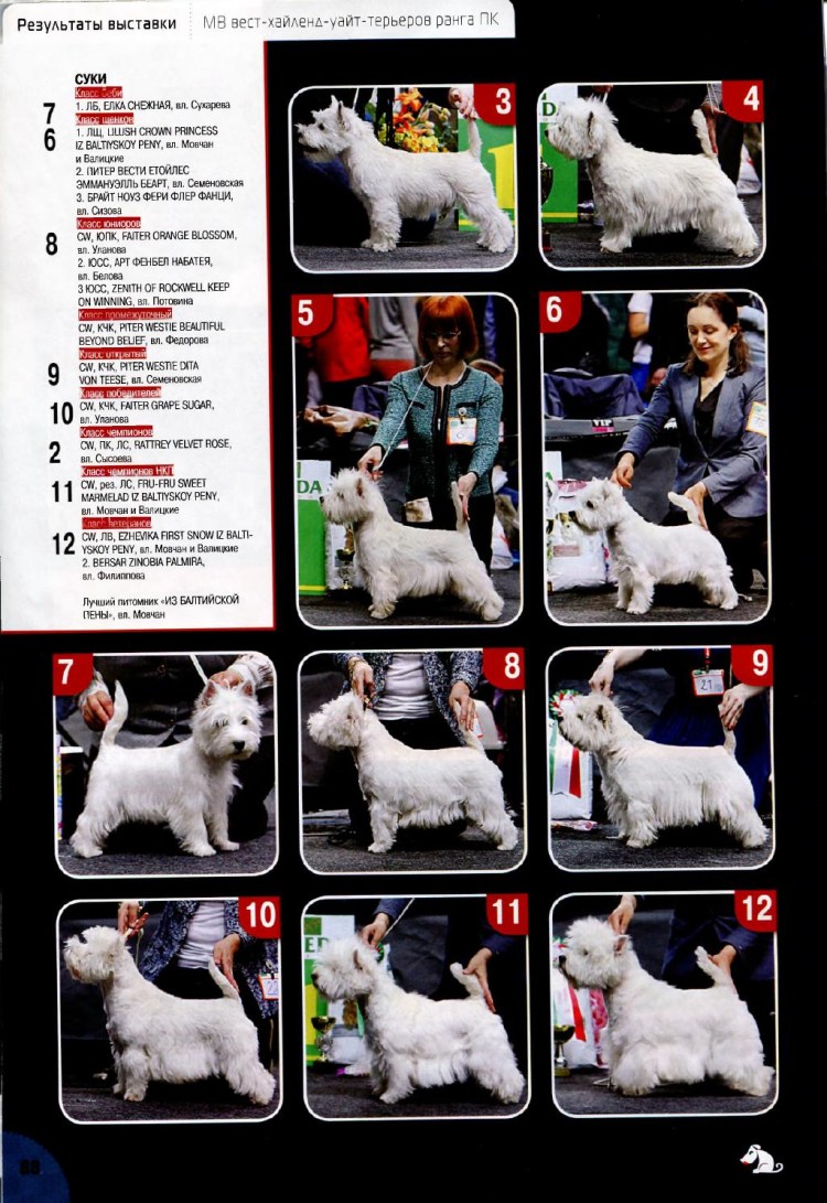 Лейкленд терьер обои