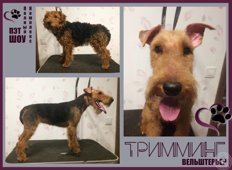 Норвич терьер