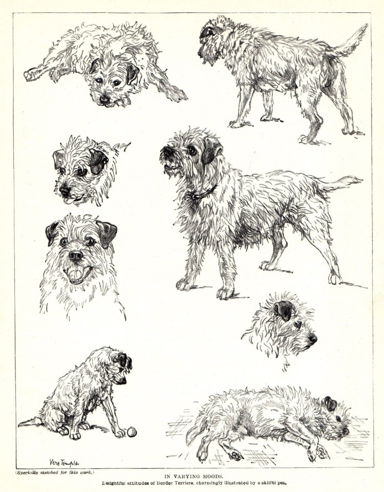 Роял Канин Вест хайленд Уайт терьер