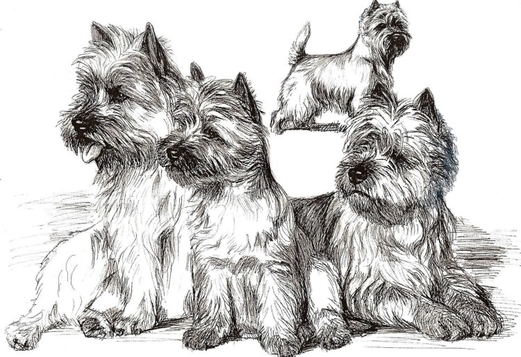 Тримминг бордер терьера схема