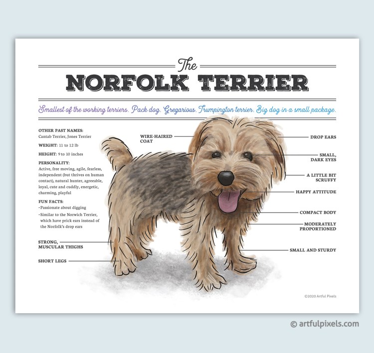 Керн терьер и Норвич терьер отличия