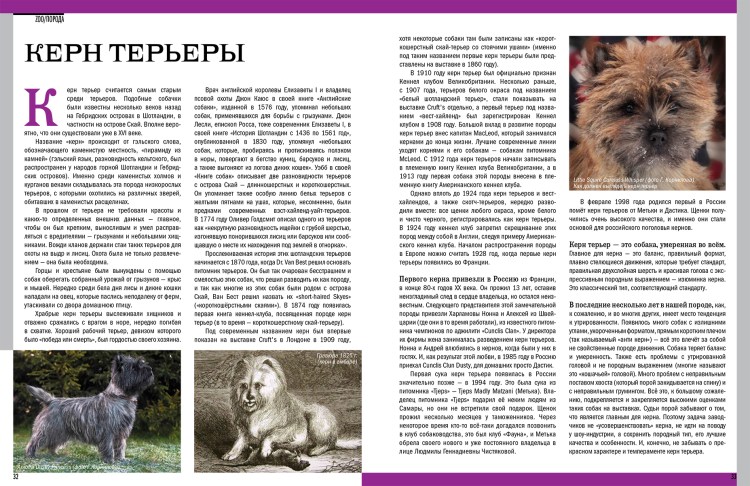 Керн терьер портрет