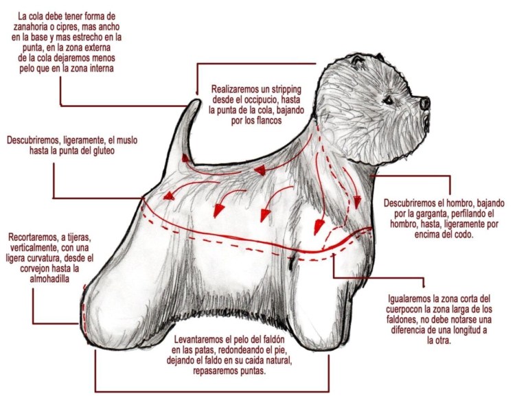 Схема тримминга цвергшнауцера морды