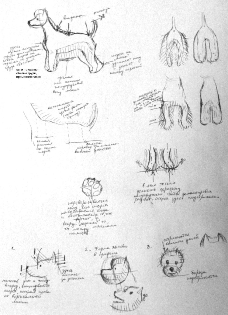 Схема тримминга гриффона