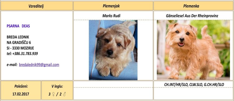 И.Флерова стрижка собак и уход за их