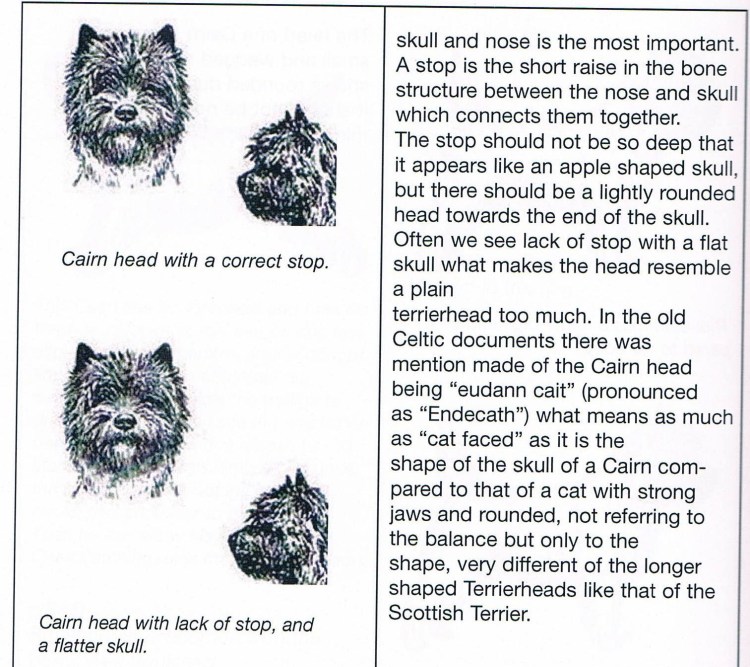 Piter westie Zippy Star boy-