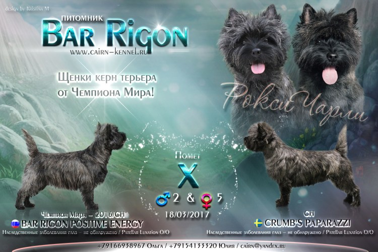 Вельштерьер тримминг