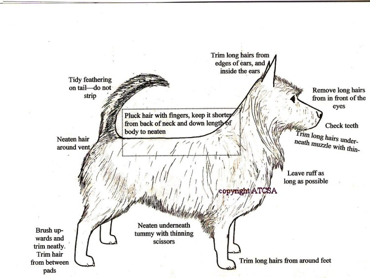 Груминг Норвич терьера схема
