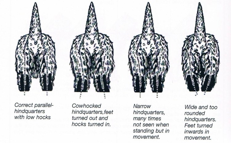 Схема тримминга Вест хайленд Уайт терьера