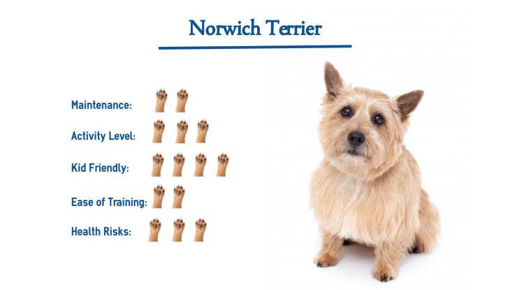 Керн терьер тримминг схема