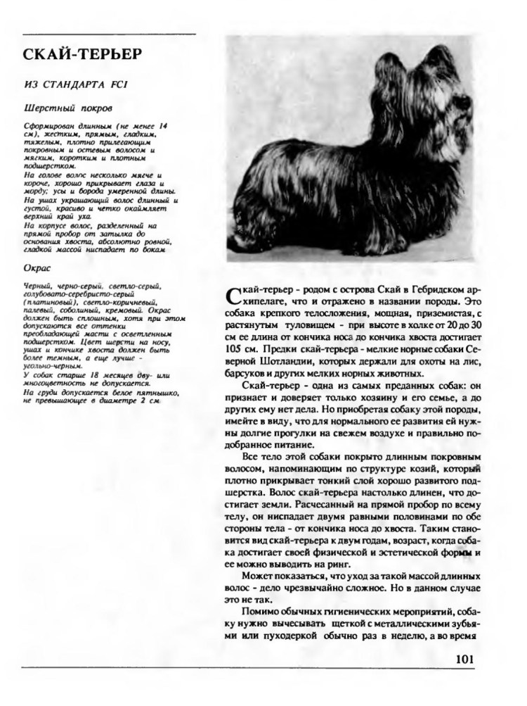 Норвич Норфолк питомник