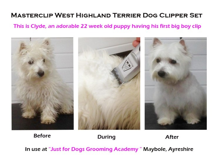 Размеры скотч терьера