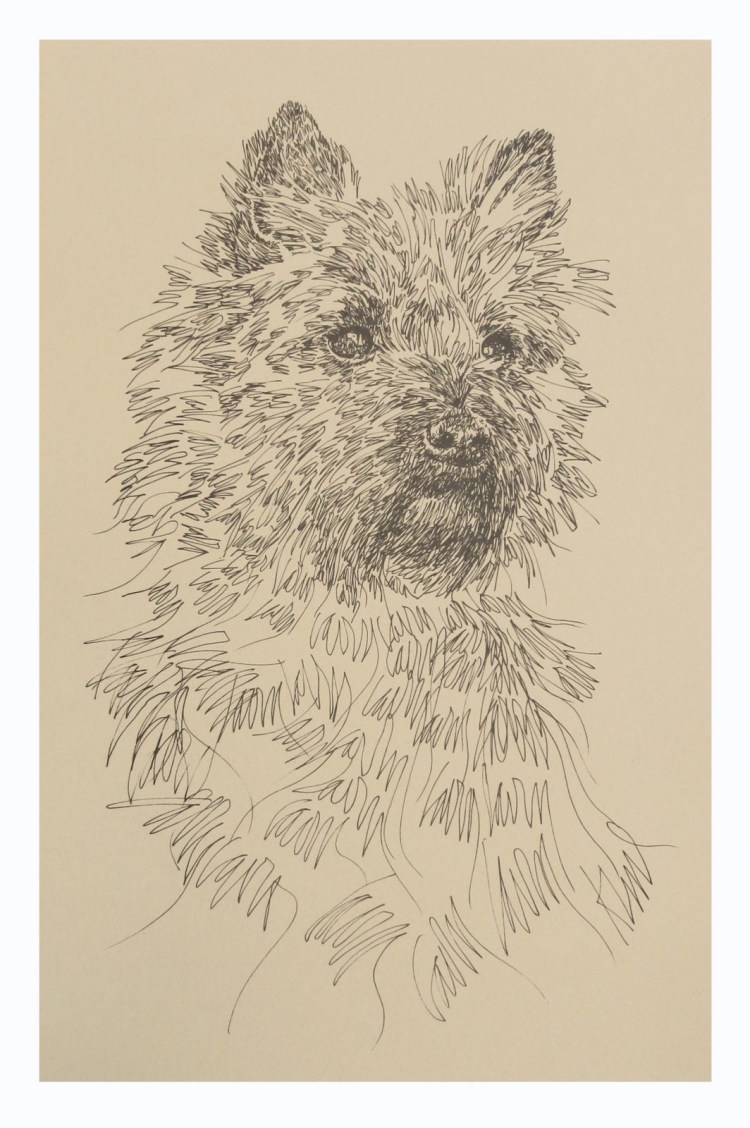 Рисунок шотландского терьера мальчика