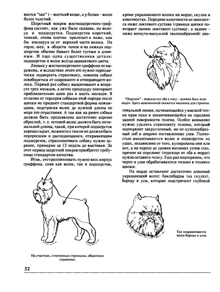 Шотландский терьер вектор