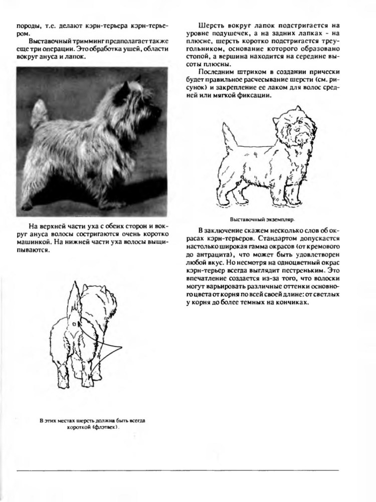 Керн терьер груминг схема