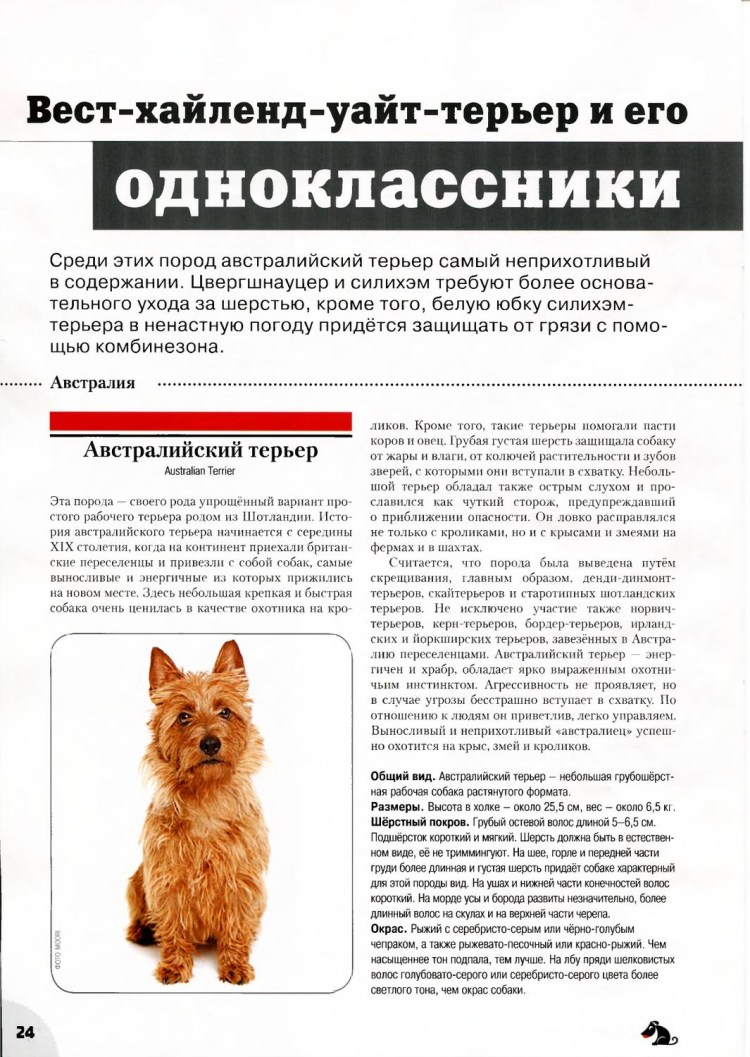 Трафарет Вест хайленд Уайт терьер