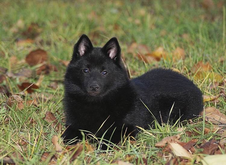Малая Бельгийская овчарка шипперке