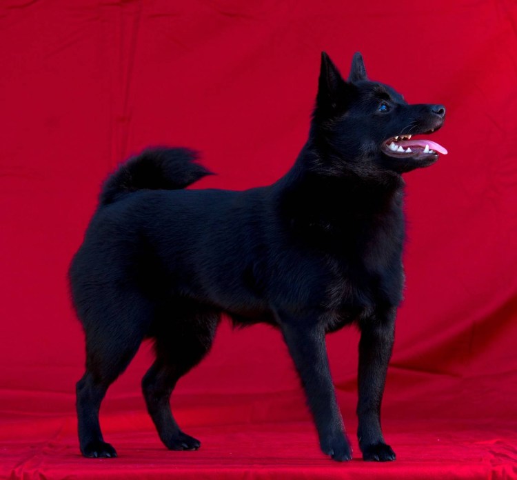 Шипперке черно подпалый