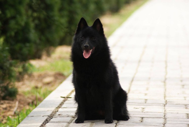 Бельгийская овчарка шипперке