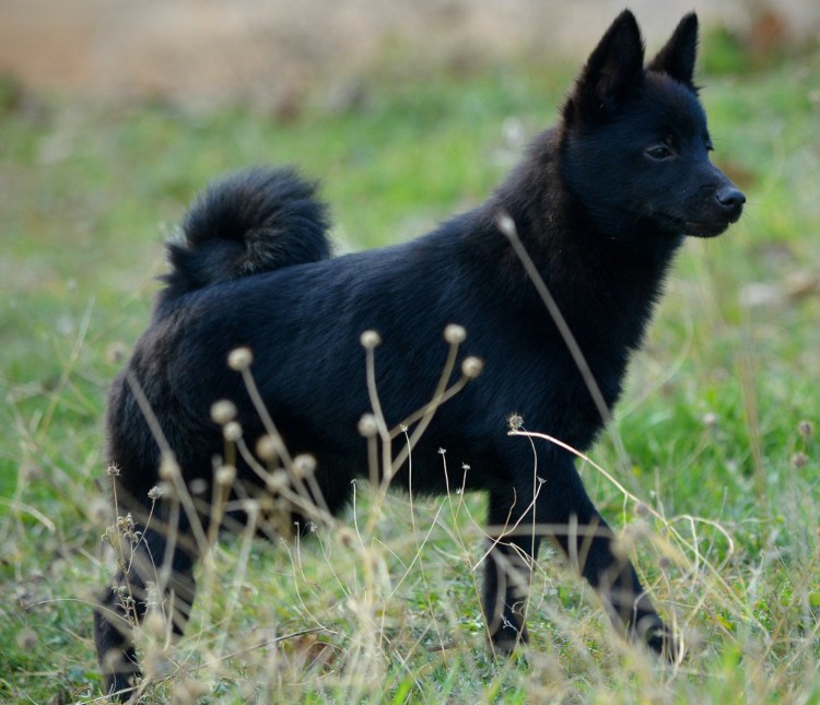 Шипперке белая
