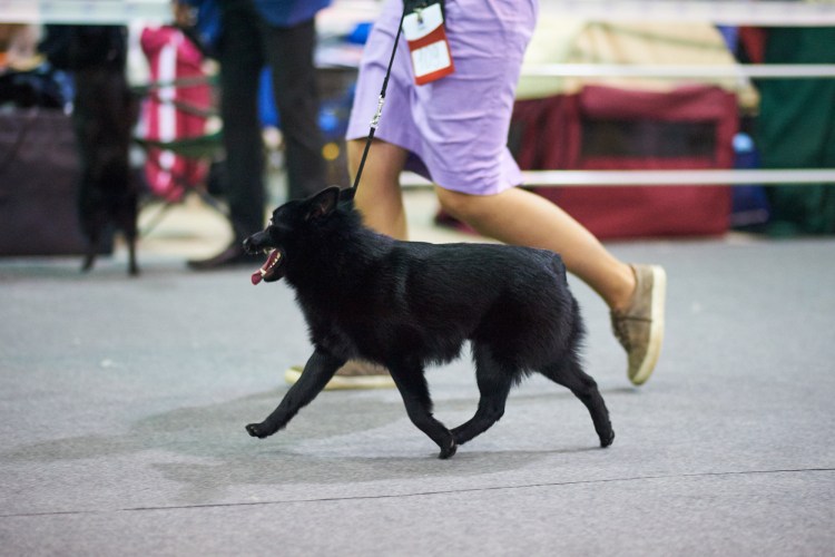 Шипперке отзывы о породе правдивые