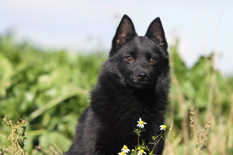 Шипперке в стойке