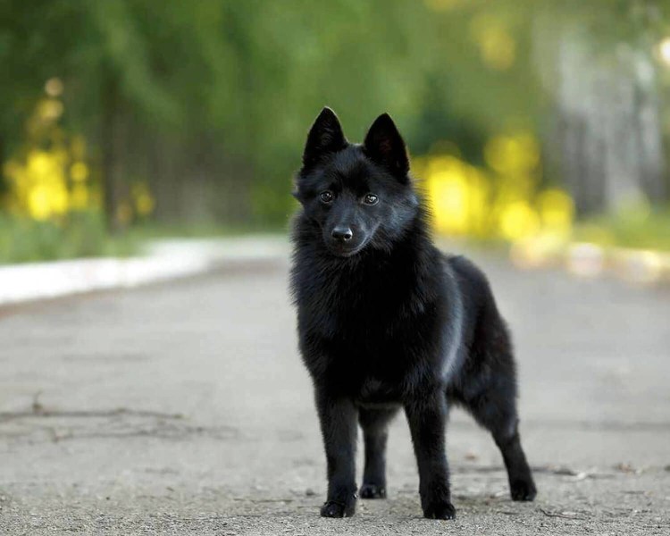 Шипперке окрасы