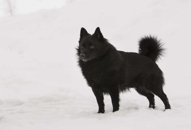 Шипперке окрасы мраморная