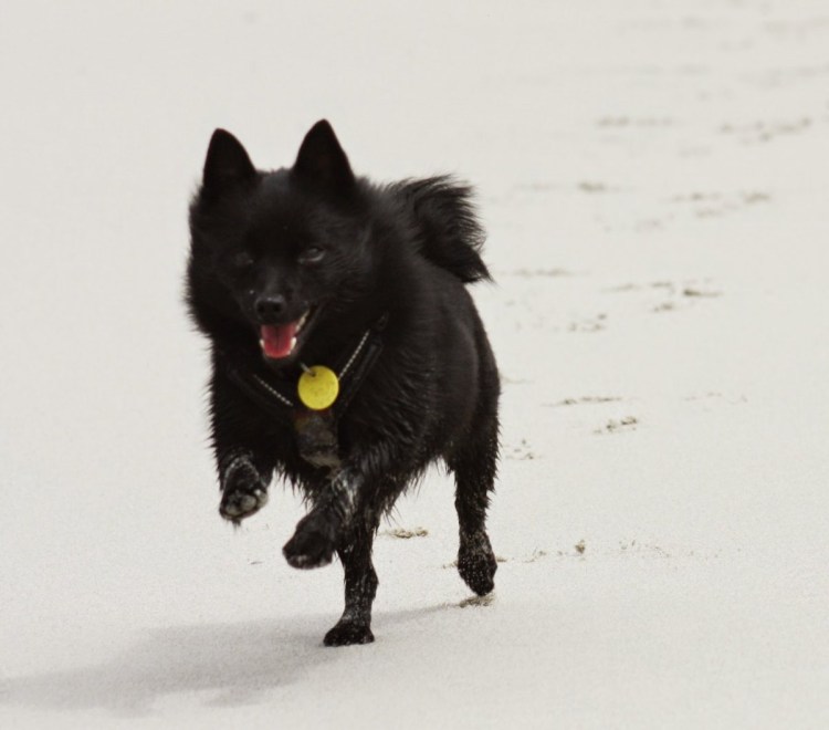 Карело-финская лайка и шипперке