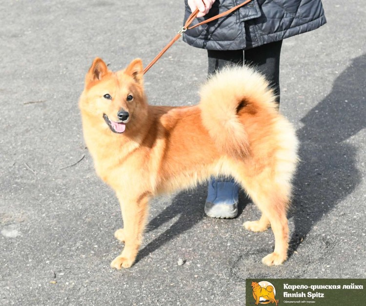 Малинуа и шипперке