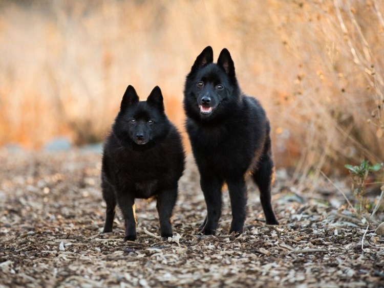 Выставка собак шипперке