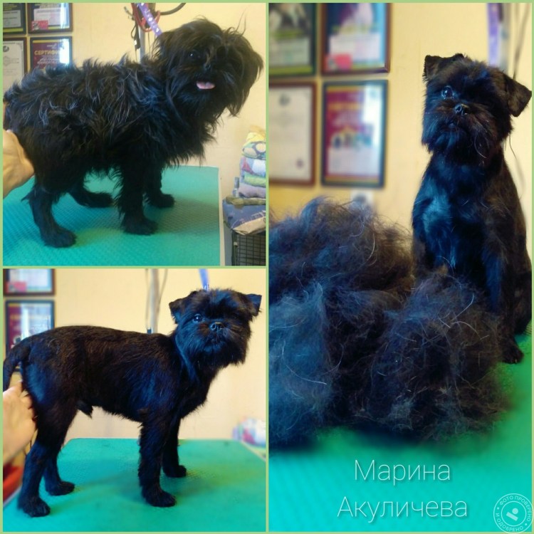 Стрижка грифона по породе