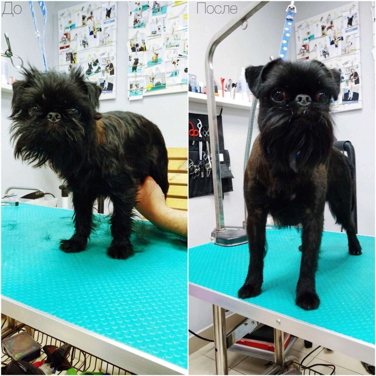 Брюссельский гриффон тримминг