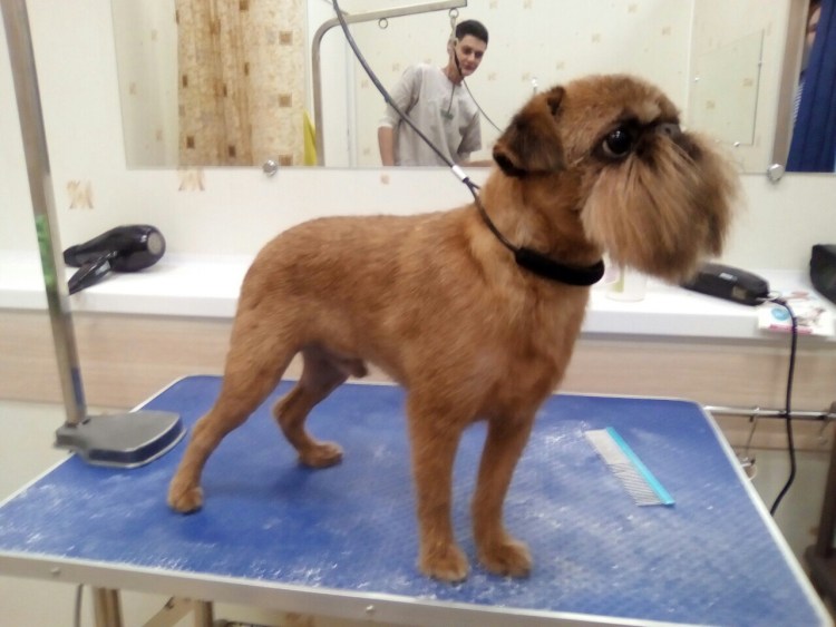 Брюссельский гриффон стрижка