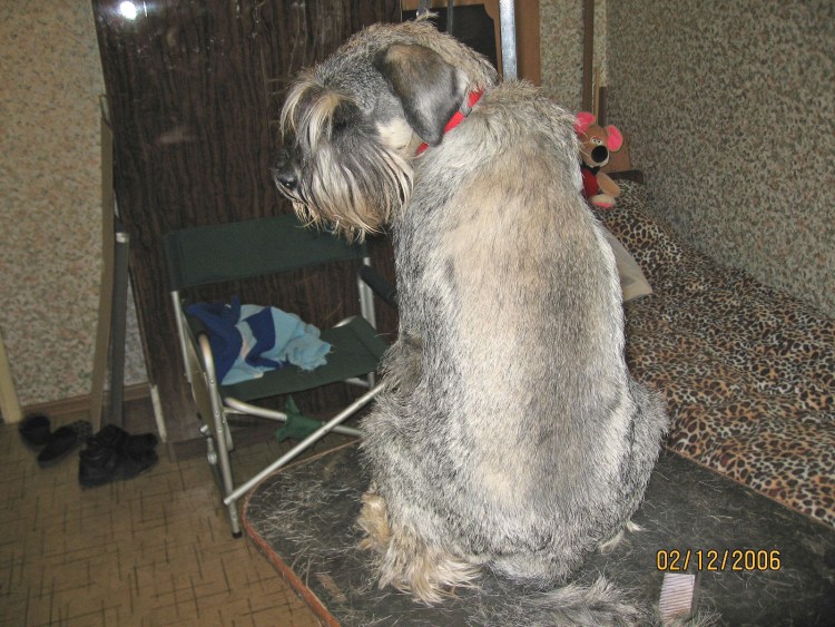 Брюссельский гриффон стрижка