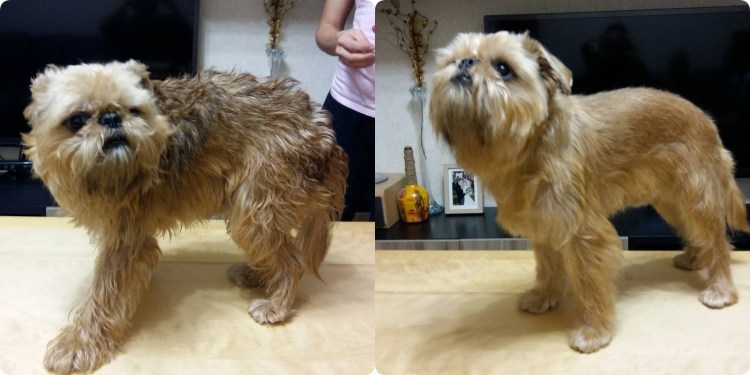 Стрижка гриффона под машинку