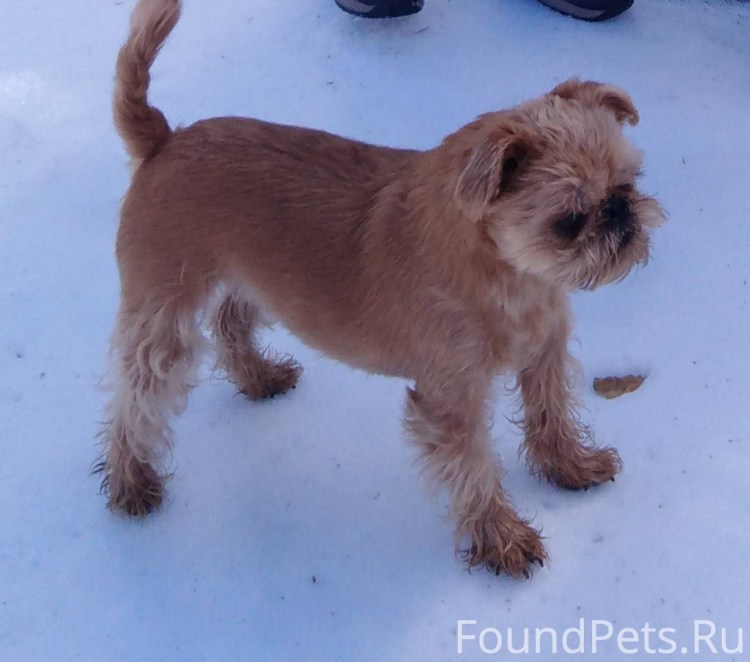 Брюссельский гриффон альбинос