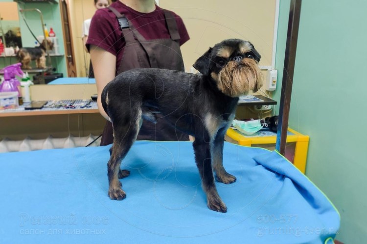 Гриффон стрижки на белом фоне