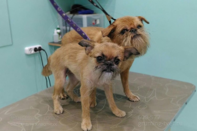 Бельгийский Грифон груминг