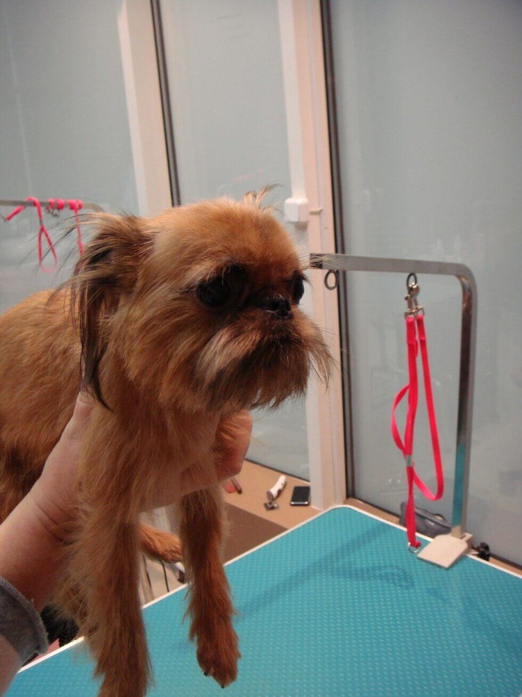 Ирина Дежнева питомник Гриффонов