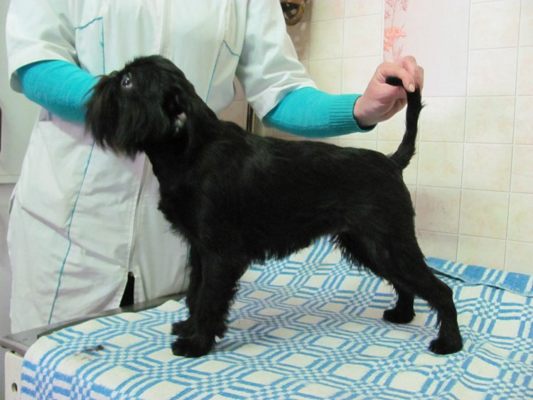 Тримминг гриффона фото