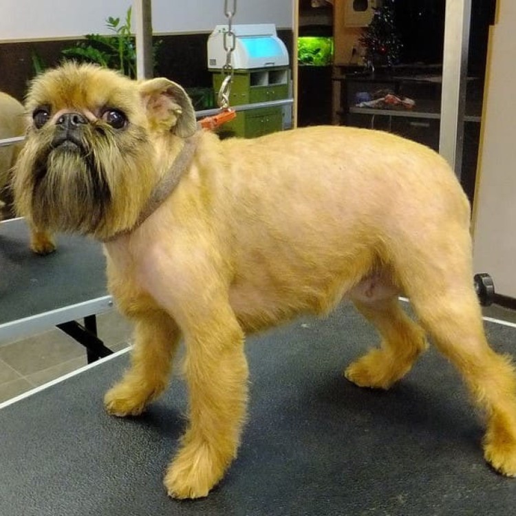 Грифон стриженый Брюссельский гриффон