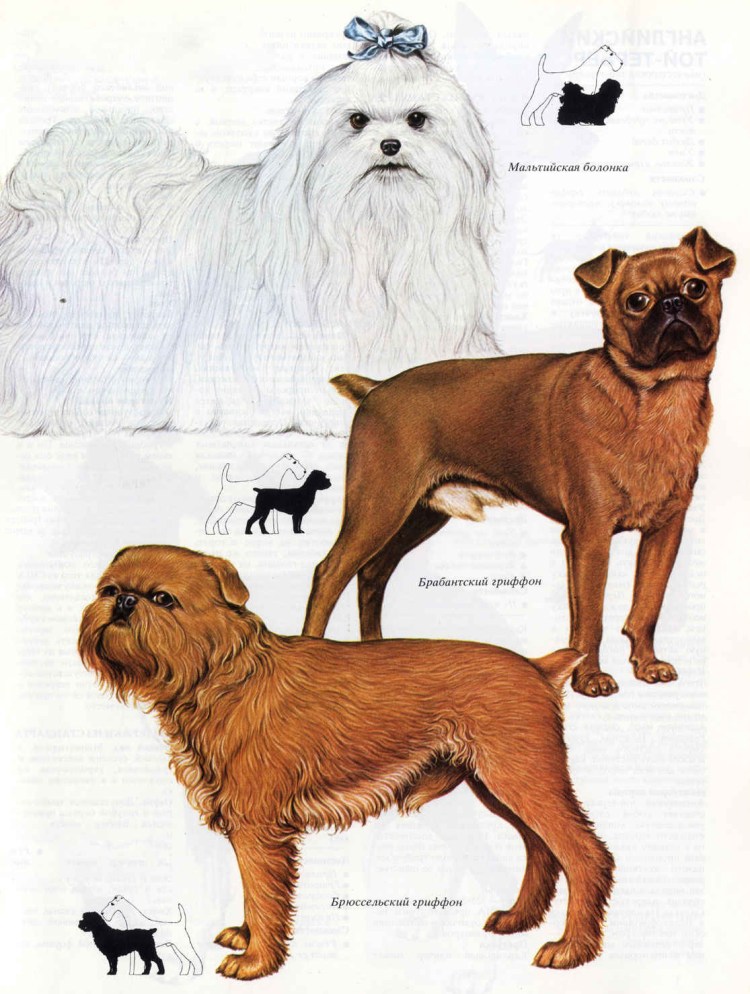 Схема тримминга бельгийского гриффона