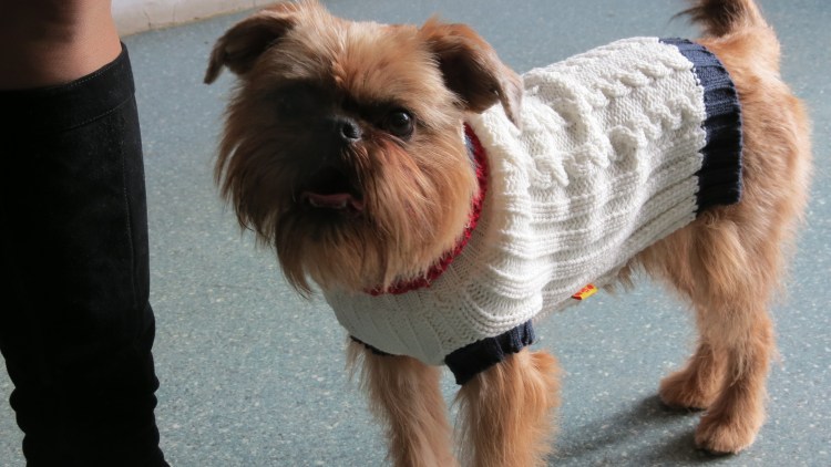 Брюсельски1 гриффон стриженный