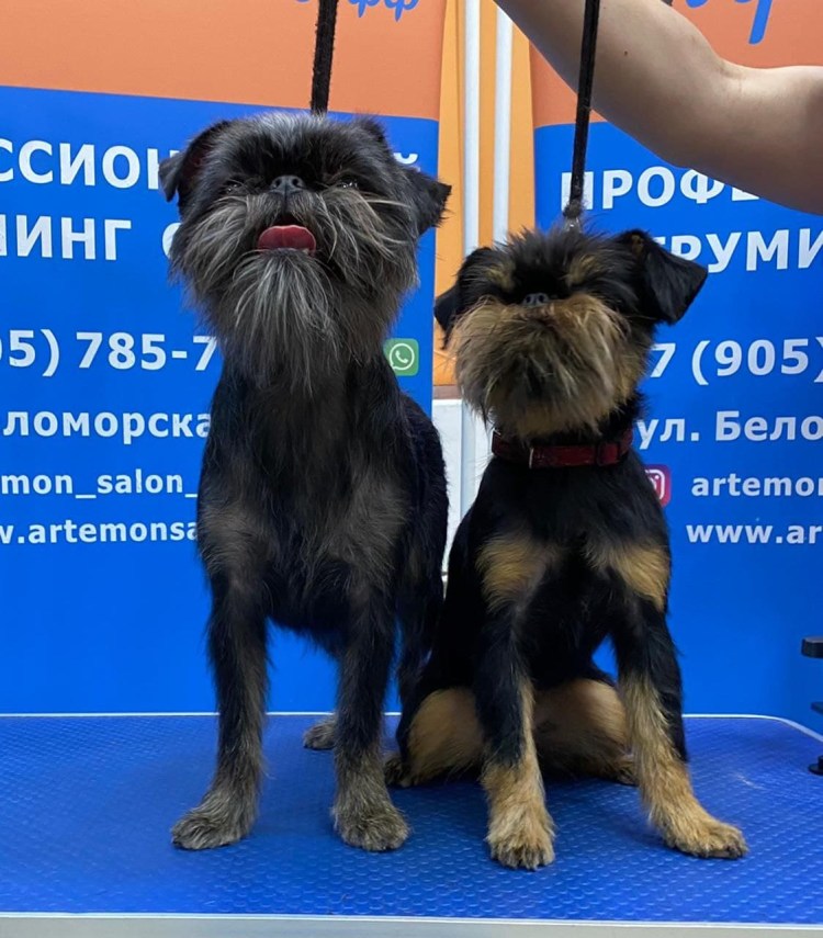 Гриффон и Цвергшнауцер