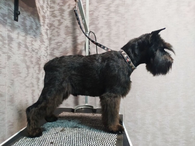 Гриффон Санкт-Петербург