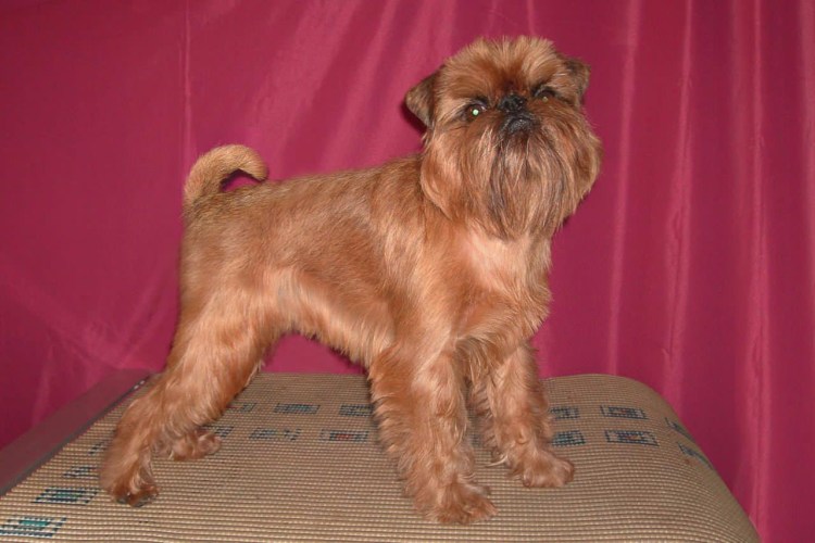 Гриффон бельгийский в тримминге