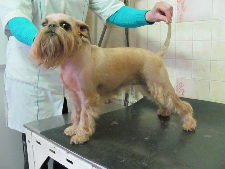 Брюссельский гриффон груминг